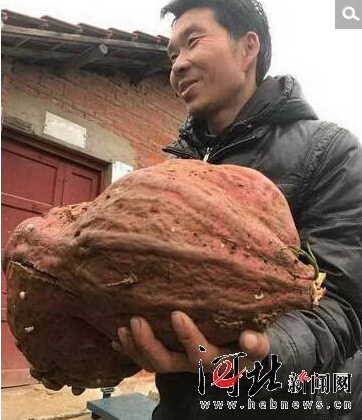 　　大个番薯的纪录其实一直在刷新。10月28日,勉县老道寺镇新立村的毛海泉在自家地里挖出一个近15公斤重的巨无霸红薯。“越挖越大,最后我就把周围的土挖开,大得抱不起来。”他说。