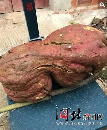 　　经过测量,这颗巨型红薯的长度约45厘米,高度约25厘米,直径约122厘米,重量竟然达到了惊人的近15公斤。听说毛家挖出了大红薯,当地很多村民闻讯后纷纷前往观看,他们惊叹道:“种了几十年的地,从没见过这么大的红薯!”