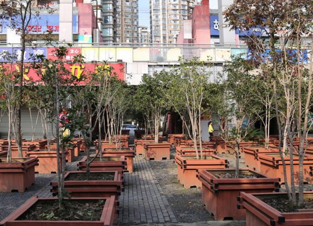 　　由于树箱种植桂花树属于临时绿化，不需要相关规划审批，他们通过招投标审批程序，前后共移植来400多棵桂花树。这些绿化树箱并不占用人行道，所以对居民出行影响不大。