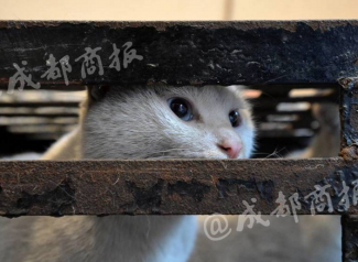 伪爱猫人每天杀猫100只 将猫肉当兔肉卖