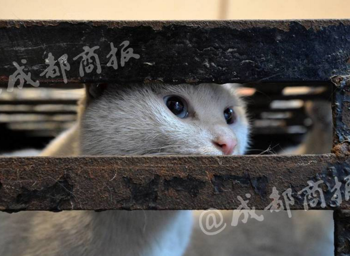　　记者称需要大量的新鲜货源，询问黄平富一天能杀多少只猫，黄平富爽快回答：“一百多根嘛。”随后，黄平富说起了自己的生意经，拿出麻袋里的猫说这些像这样处理之后的，零售价格为每斤10块钱。粗略计算了一下，每天杀100只土猫，每只猫按6斤计算，除去回收成本，黄平富一天都有3200元的利润。