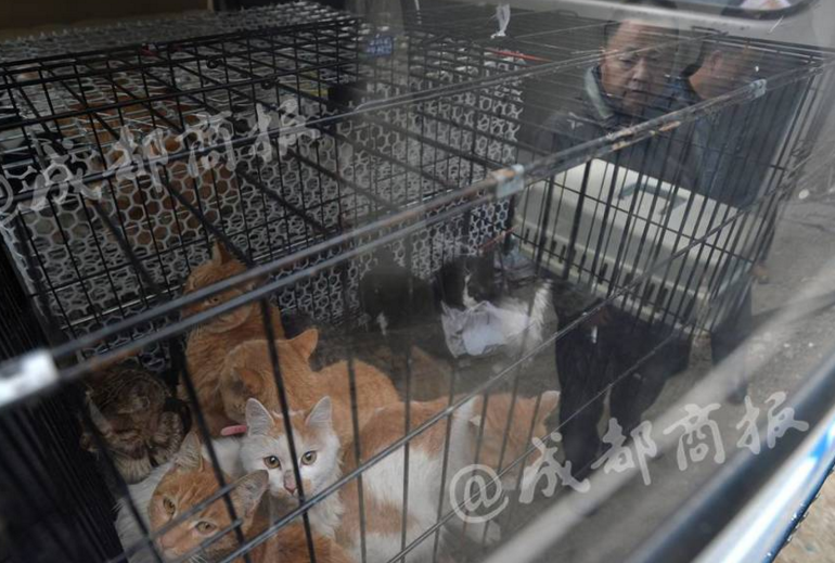 　　爱心人士与其多次聊天以后，取得了该男子的信任，他介绍起自己的猫肉生意。“我在新都杀货，每天都要去进出货。”“我们有专门人打货，在四川就有七八十个人打货。”“一个打货（抓猫）的晚上打二十多根（只），全部拿笼子和麻雀打的货，不会有死的。”从爱心人士向成都商报记者展示的他们之间的聊天记录中看到，该男子自称已经做了十几年，已形成了利益链条，活货通常发往广西，有老板每年要来收十吨冻货。为了确定贩卖猫肉确有其事，爱心人士提出购买猫肉。到了交易的时候，黄平富出现了，他带来一只新鲜杀好的猫，表示15元一斤。但每次交易时，狡猾的黄平富都约定了一地点，不让陌生人靠近其杀房和仓库。