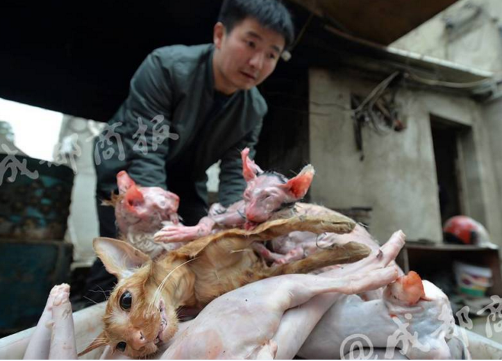 　　爱猫的面具下，到底是是一个怎样的人？根据该动物保护组织爱心人士的爆料，成都商报记者展开了暗访调查。9月的一天，下午2点，成都商报记者以开餐馆的名义，联系上黄平富。在距离黄平富家20多公里外的新都区斑竹园镇某小区，他开着一辆面包车出现了。“全部是新鲜现杀的，没有冻货。”黄平富打开车门，用力挪出一个鼓鼓囊囊的麻袋，不断有血水从麻袋里渗出，车上也遍布血迹。黄平富说，这些“新鲜的肉”并非兔肉，而是猫肉。成都商报记者看到，麻袋里的猫已经全部去皮、去内脏，清理得比较干净。