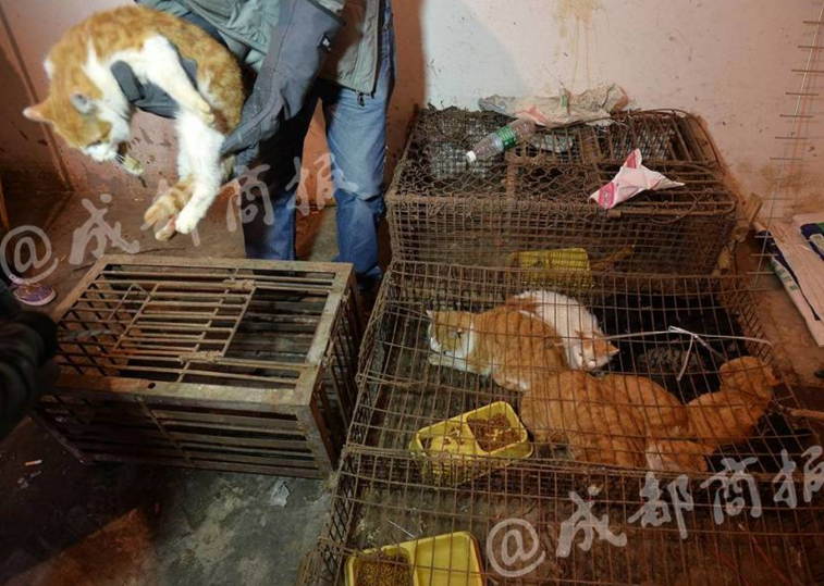 　　据黄平富说，他做猫生意已经20多年了，“肉绝对没问题，这些猫是别人拿着笼子去偷的，然后送过来的。”他透露说，有专人每天在小区、街上、农村偷猫。成都商报记者调查发现，这些收来的猫，第一站都会被放到黄平富的隐秘仓库中去。这个仓库隐身于一片城乡结合部的低矮平房中，从三环路来龙桥附近的一条小路进去，连续拐多个弯后，就到了仓库。一间不到10平米的平房，房间内遍布猫笼。数量庞大的猫被关在铁笼子里
