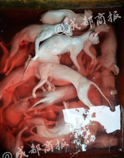 　　黄平富在新都斑竹园镇上的一个隐蔽巷落里租下房子，请人帮他专门负责杀猫，杀一只给5元加工费。根据黄平富的描述，杀猫的过程十分残忍。“杀猫人将猫装在一个麻布袋中，一口袋一口袋放进水中淹死，接着开始放血，剥皮。每天都杀，平均一天要杀一百只，杀了就拿到冻库。