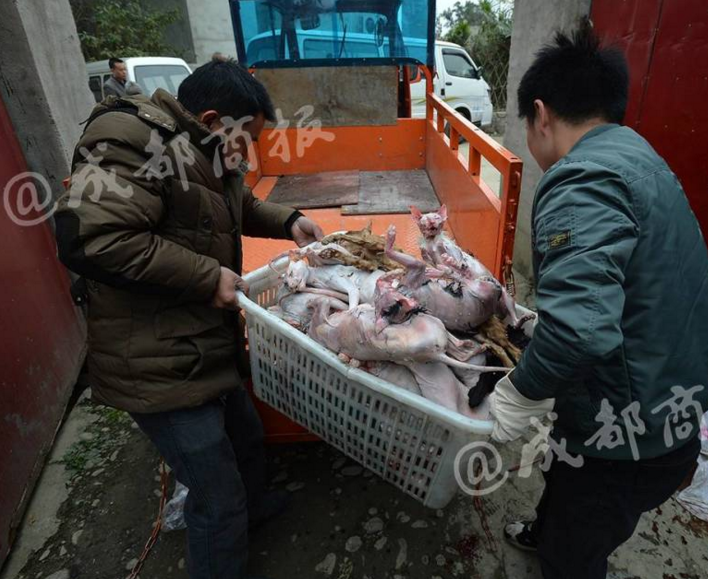　　经过数月调查后，成都商报记者将掌握信息通报给食品药品监督管理局等政府部门。11月22日上午，由成都市食药监牵头，联合新都、龙泉驿区公安、市场监督管理局、畜牧局等展开联合执法，将黄平富的窝点一网打尽。黄平富曾经透露，自己的货一件装22只猫，大约在110斤重。根据此说法估算，现场查获的活猫和冻货接近1吨。
