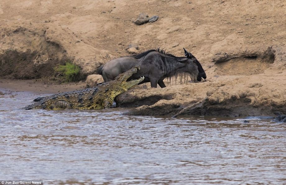 肯尼亚角马过河遭鳄鱼攻击 而同伴似乎未察觉