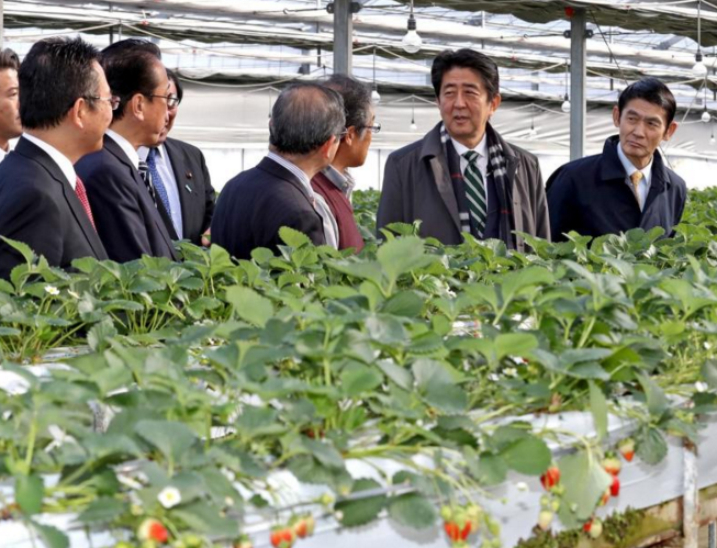 　　当地时间2016年12月10日，日本福岛，日本首相安倍晋三造访当地一个草莓农场，视察灾后重建情况。