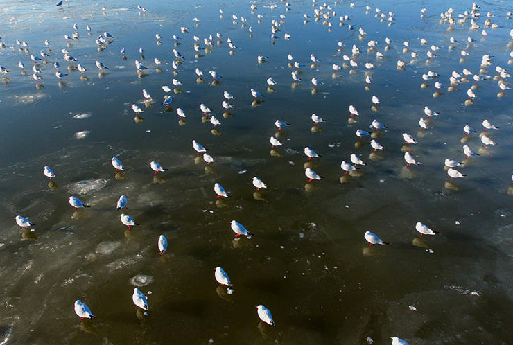 　　图为1月14日，航拍渤海大连金州湾海域。